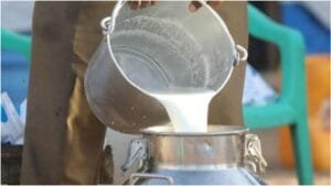 ED की छापेमारी_ मिलावटी दूध उत्पादों के गोरखधंधे का पर्दाफाश 