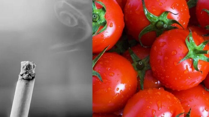 क्या टमाटर खाने से बढ़ती है सिगरेट की तलब
