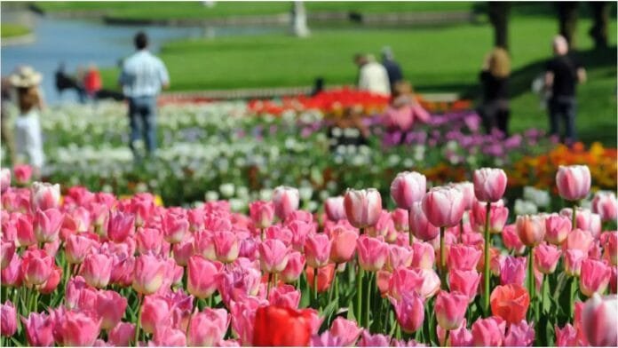 Noida में 37th Spring Festival: फूलों की खूबसूरती और सांस्कृतिक रंगों का संगम