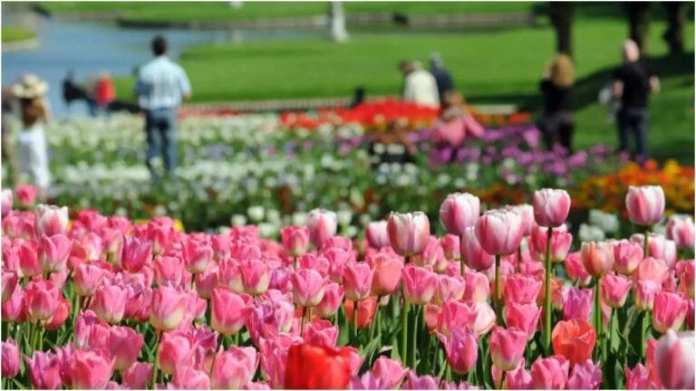 Noida में 37th Spring Festival: फूलों की खूबसूरती और सांस्कृतिक रंगों का संगम