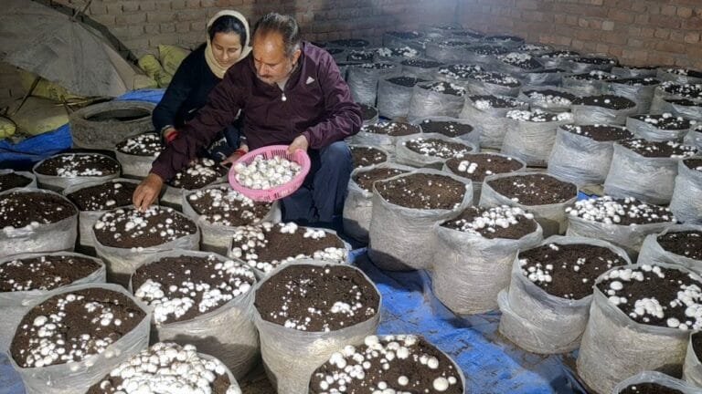 Udhampur में  मशरूम की खेती से किसानों को मिली सफलता, 3.15 करोड़ रुपए से अधिक की कमाई