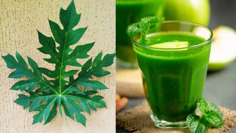 सुबह उठते ही पी लीजिए इस फल के पत्ते का जूस, इन 4 बीमारियों से शरीर रहेगा दूर