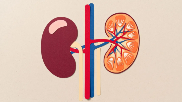 प्रोटीन बढ़ने से किडनी होती है खराब, कैसे पता करें शरीर में ये बढ़ रहा है?