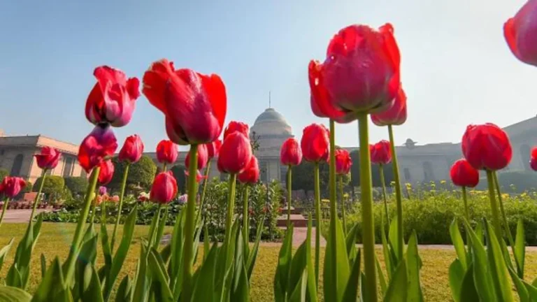 दिल्ली में हुआ फूलों का पुनर्जन्म ; जानतें है कुछ विशेष फूलों के बारें में