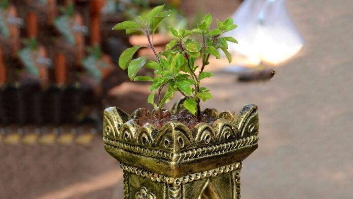 sharad-purnima-tulsi-puja-ke-niyam
